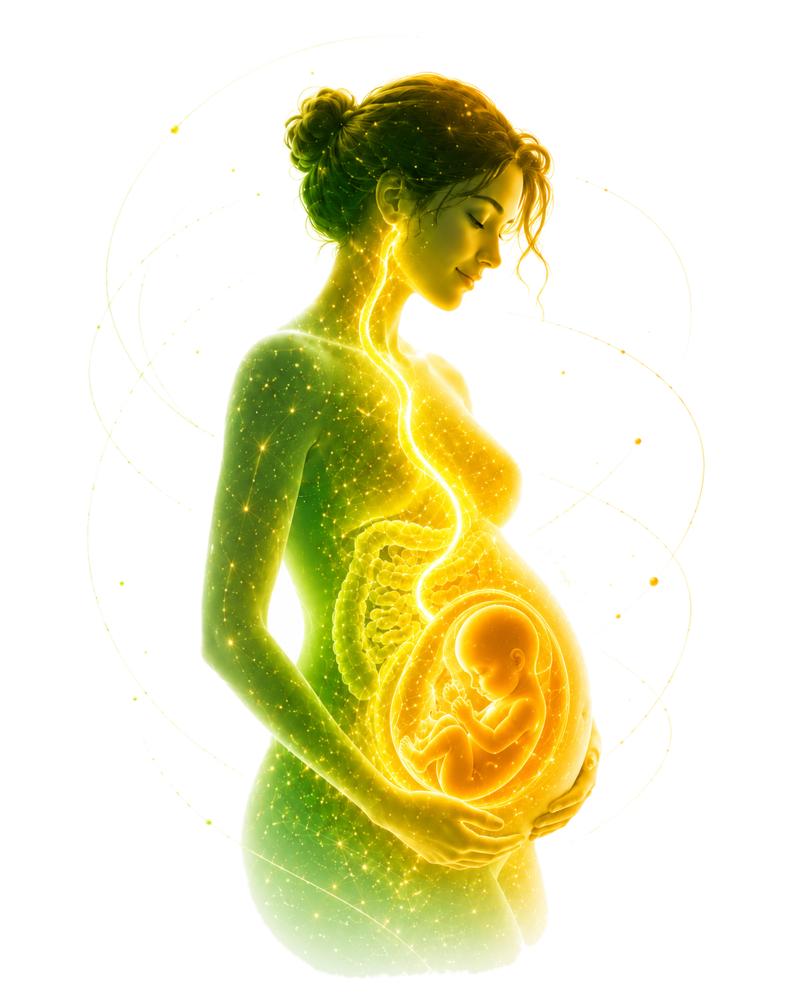 The Pregnancy Food System illustration